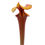 Miniaturbild: Sarracenia flava var. rubricorpora - MK F235, North Carolina