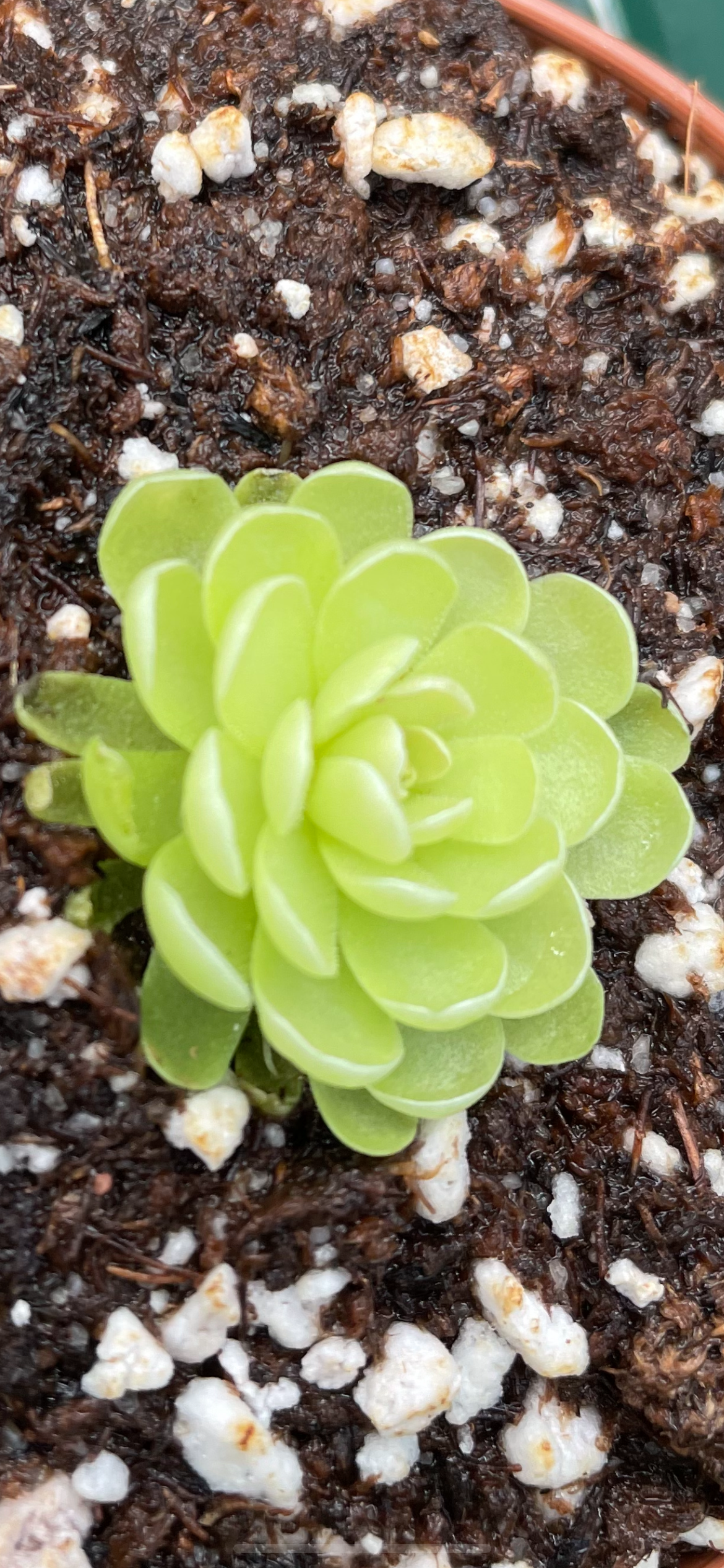 Pinguicula esseriana