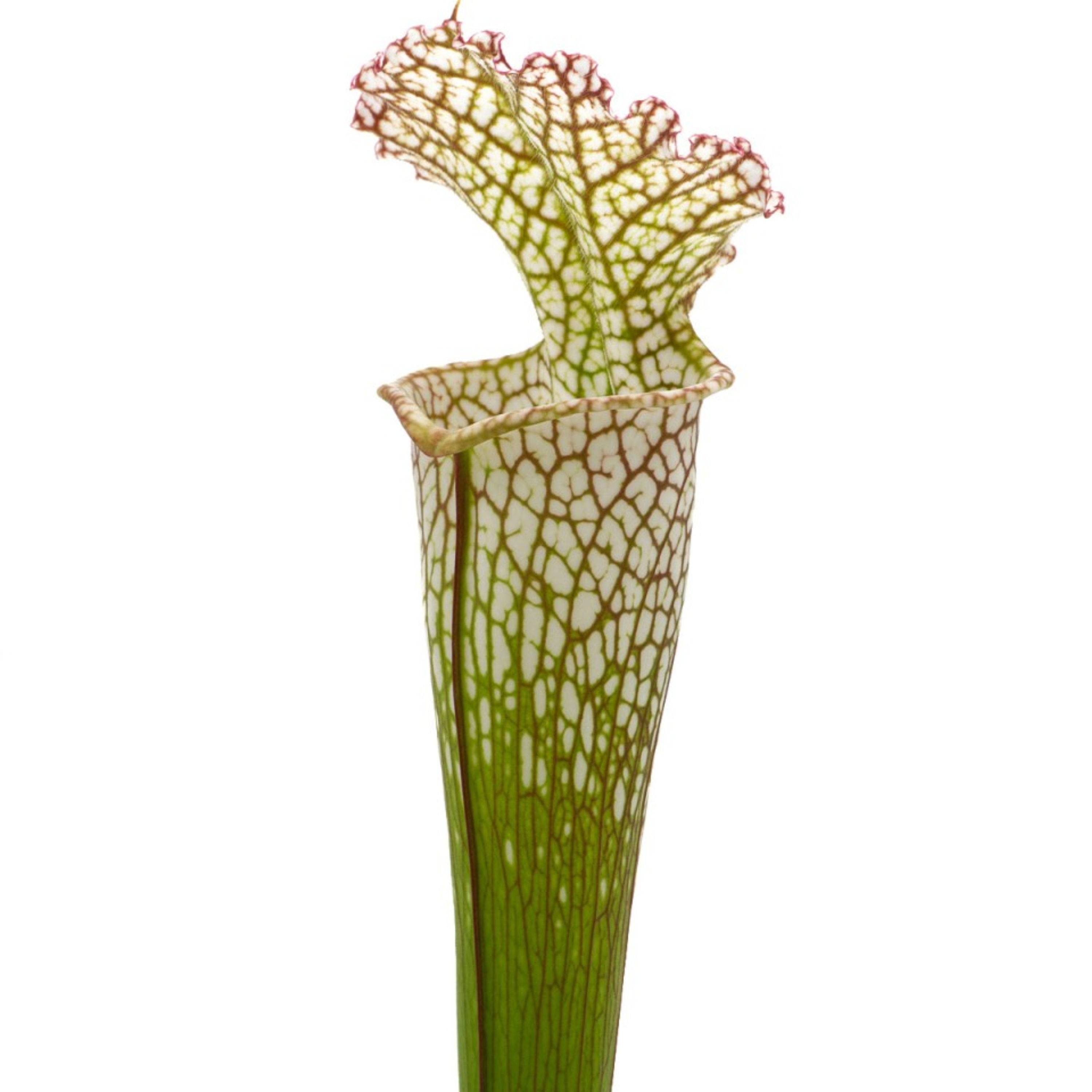 Sarracenia leucophylla - near Yellow River, Santa Rosa County, Florida, MS L22D