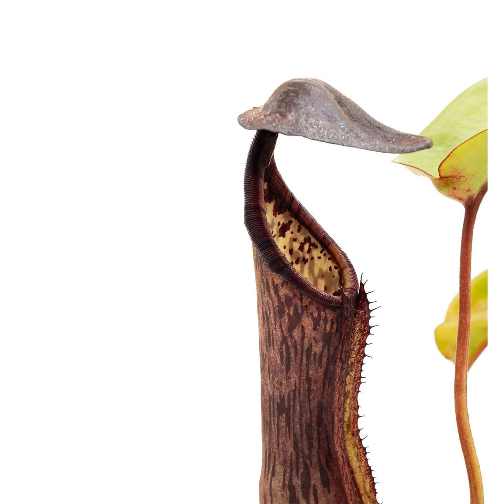 Thumbnail: Nepenthes (boschiana x clipeata) x (lowii x clipeata)