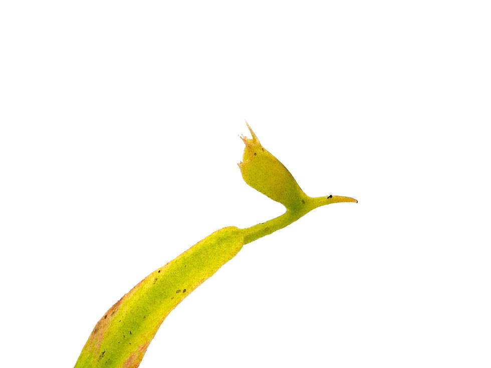 Miniaturbild: Dionaea muscipula - GJ Kolibri