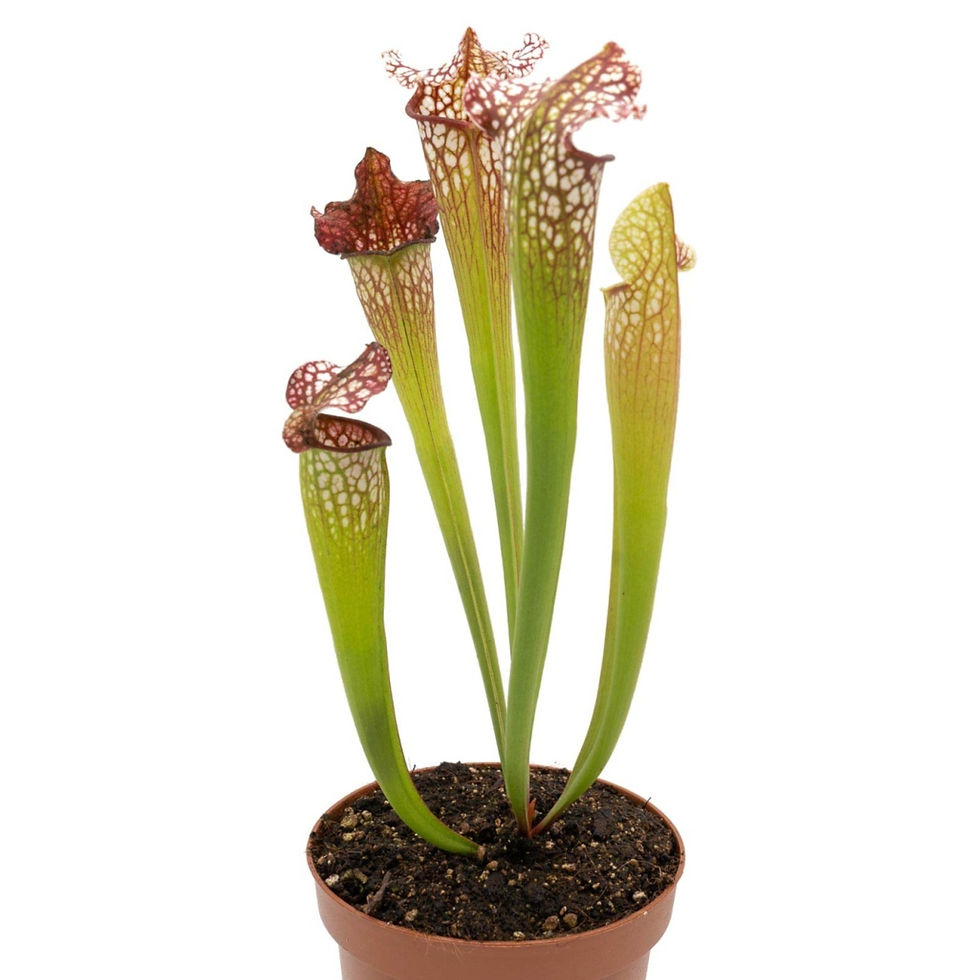 Miniaturbild: Sarracenia x Hybride - Carniflora