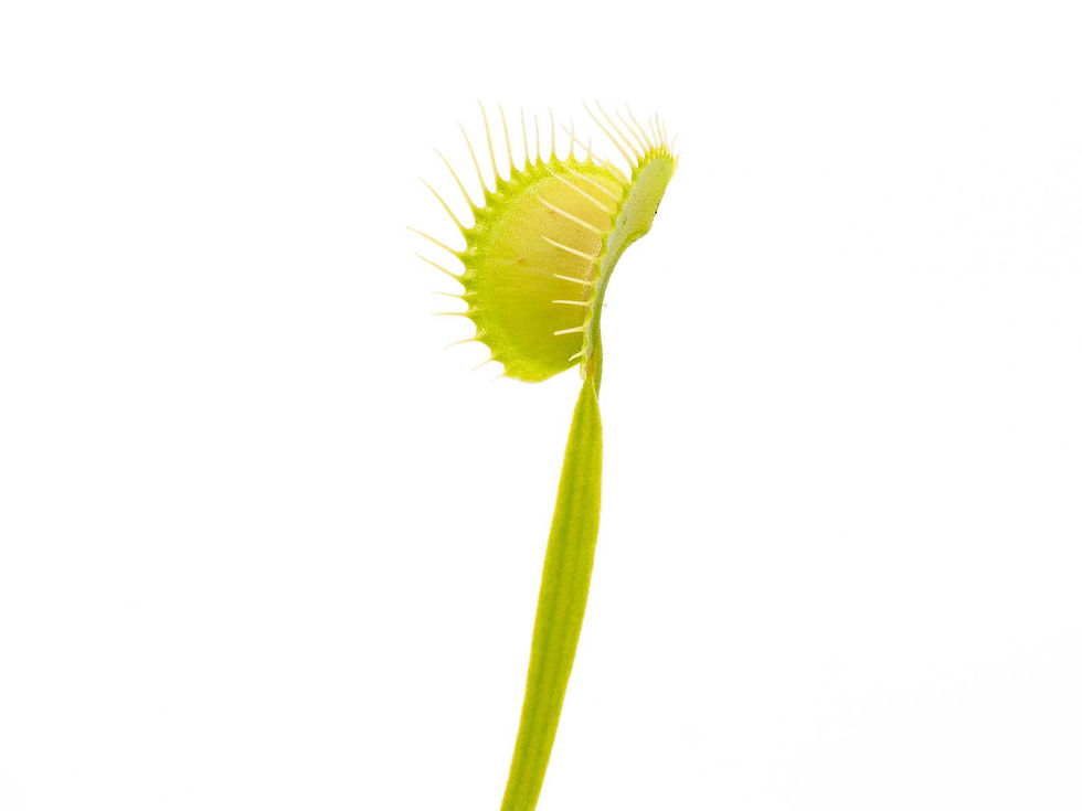 Miniaturbild: Dionaea muscipula - Long Petiole