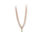Miniaturbild: Drosera binata var. dichotoma - Giant form, 70cm tall