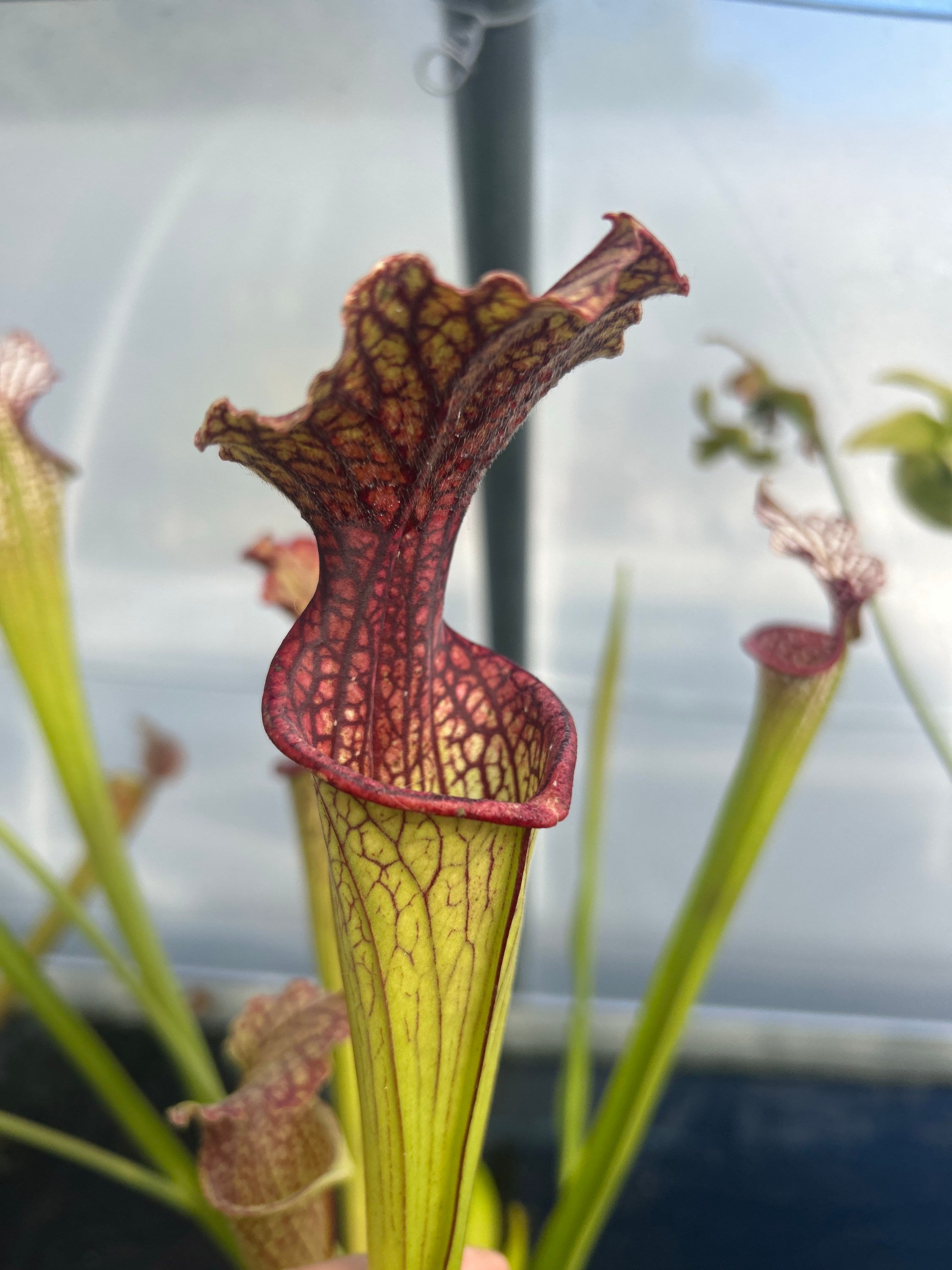 Sarracenia x Daniel Rudd, historical clone form