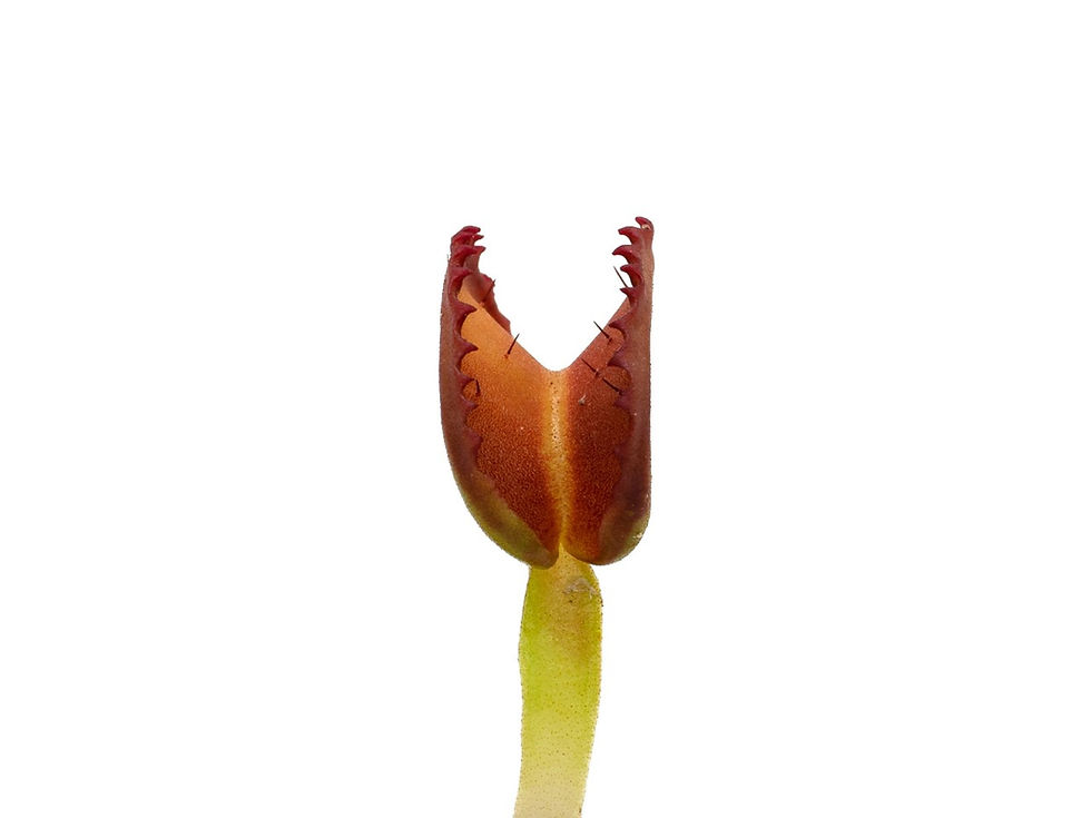 Miniature : Dionaea muscipula - GJ Giant Cudo