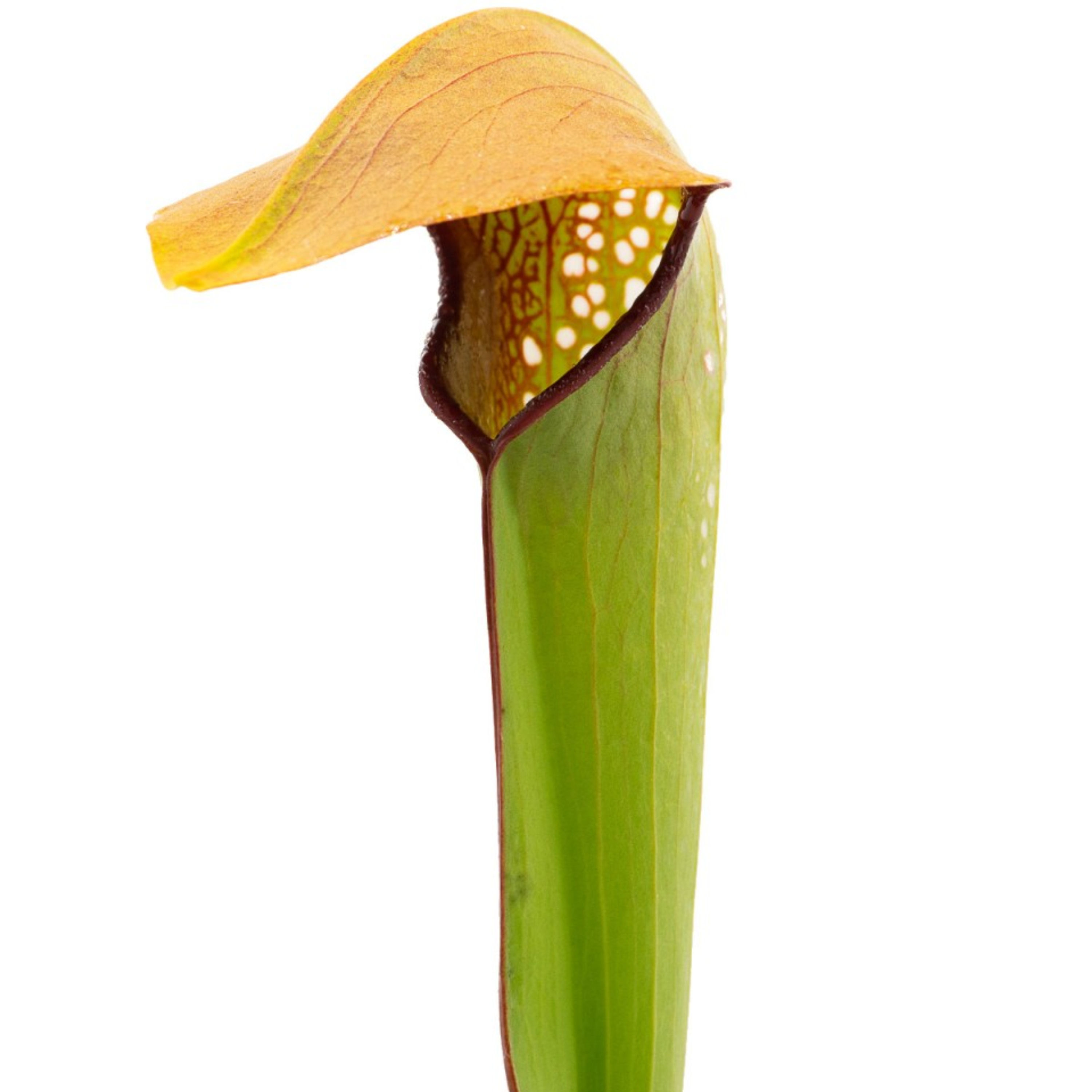 Sarracenia minor var. okefenokeensis - near Watchtower, Okefenokee, Clone F