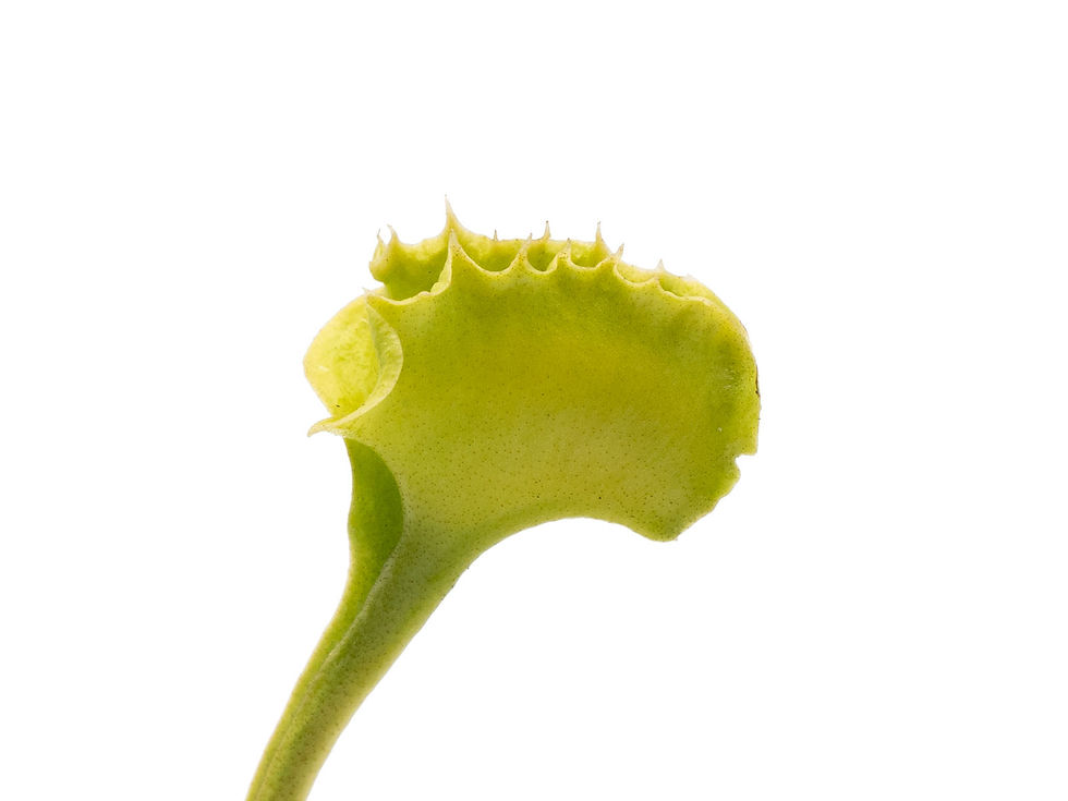 Miniature : Dionaea muscipula - GJ Butterfly