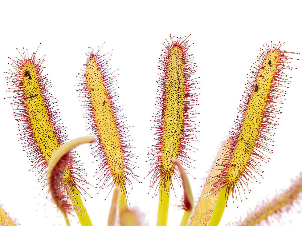 Miniatura: Drosera capensis - Bain´s Kloof, Western Cape, South Africa