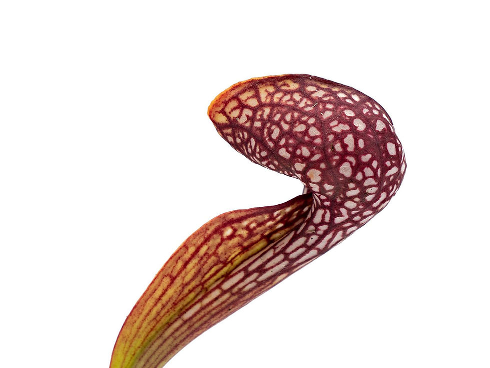 Thumbnail: Sarracenia psittacina