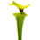 Miniaturbild: Sarracenia flava var. rugelii - MK F157, big lip giant