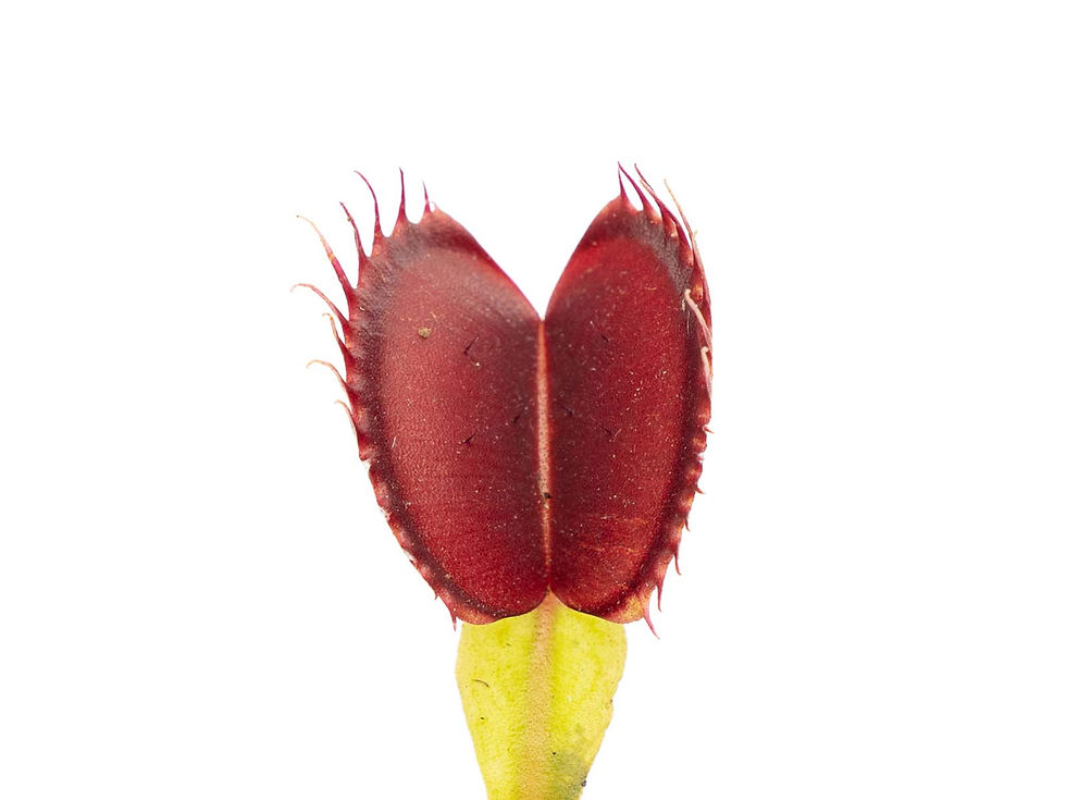 Miniaturbild: Dionaea muscipula - Flexx