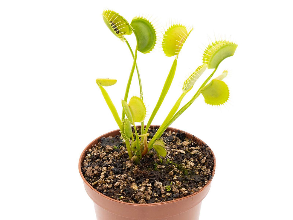Miniaturbild: Dionaea muscipula - Long Petiole