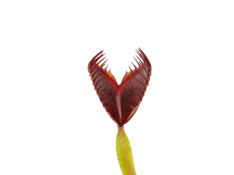 Thumbnail: Dionaea muscipula - GJ Dr. Mabusa