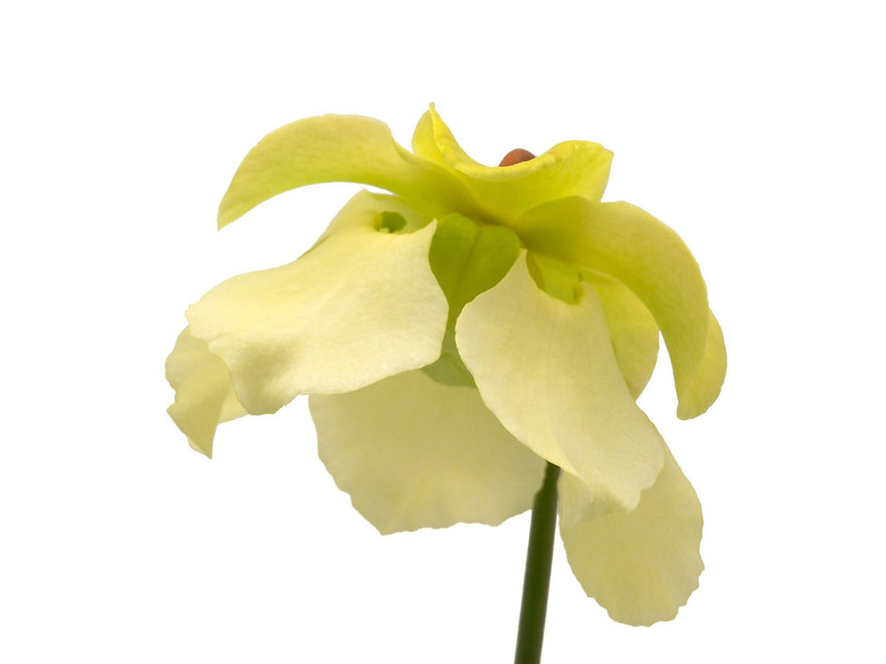 Thumbnail: Sarracenia alata - purple throat, pubescent form, Dr. Eberhard König