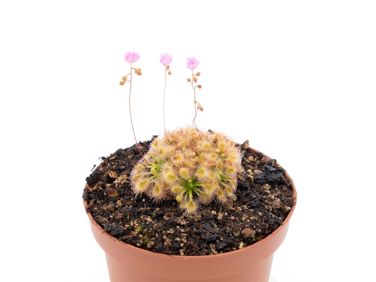 Drosera omissa