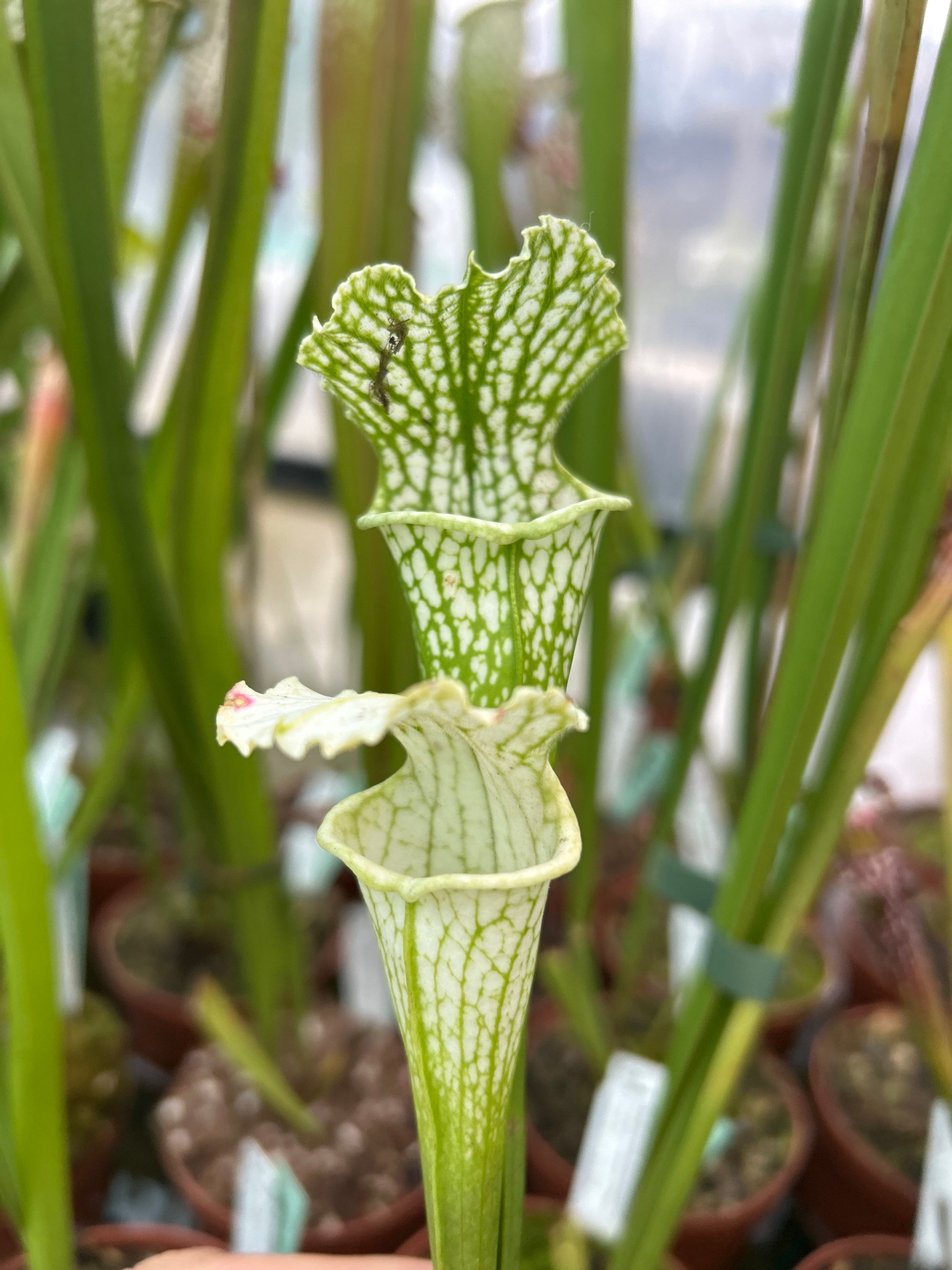 Sarracenia leucophylla - MK L50, pure white top, Baldwin County, Alabama