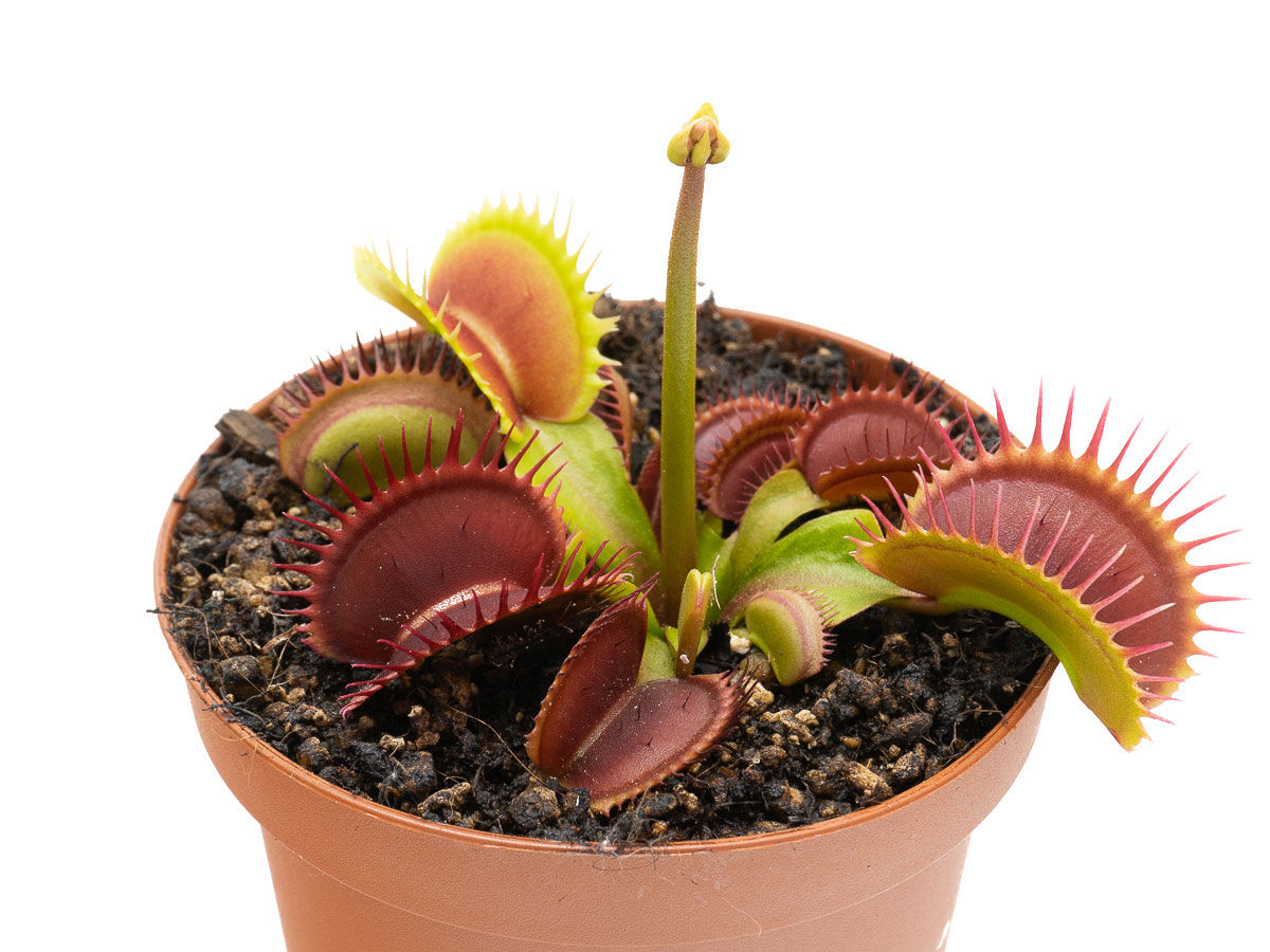 Dionaea muscipula - Australian Red Rosette