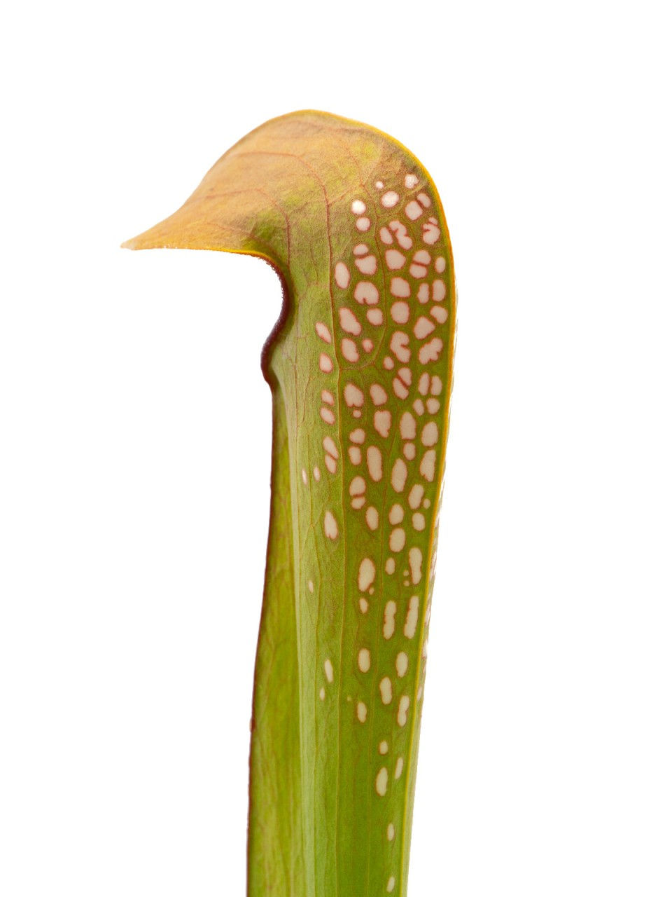 Miniaturbild: Sarracenia minor var. okefenokeensis - near Watchtower, Okefenokee, Clone D