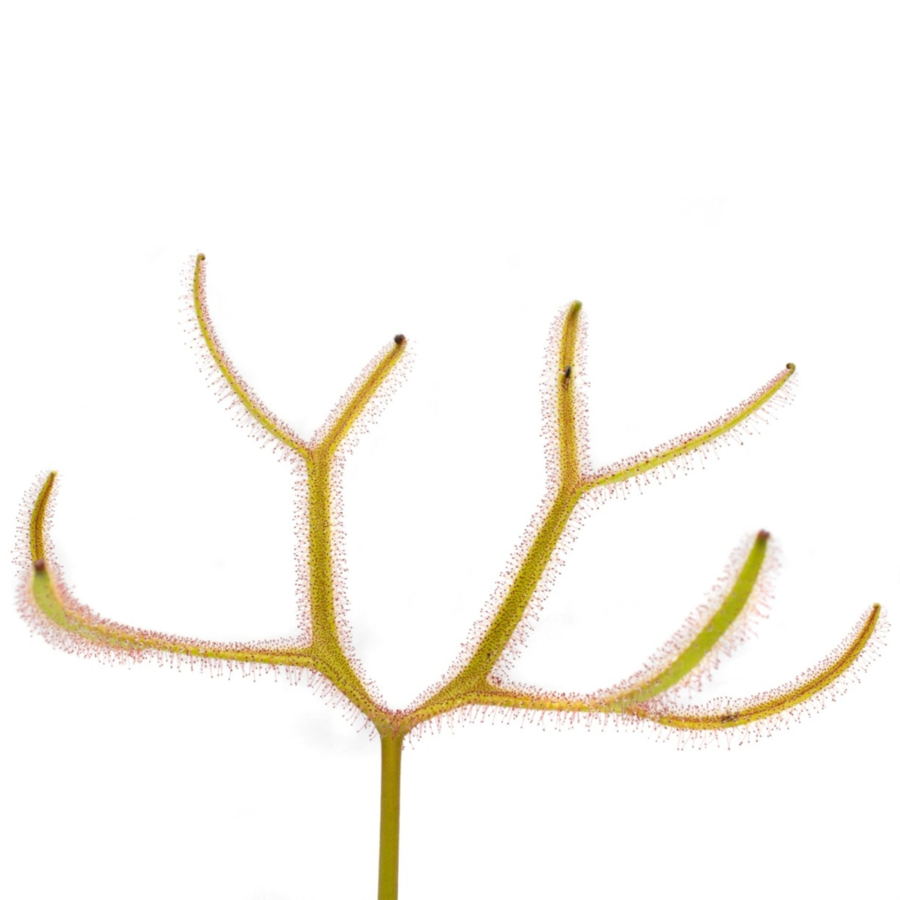 Drosera binata var. multifida