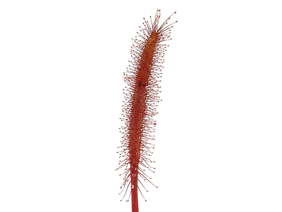 Miniaturbild: Drosera capensis - red form