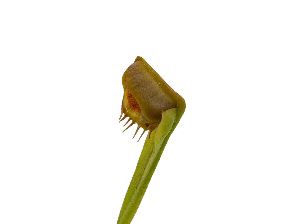 Miniatura: Dionaea muscipula - GJ Diri-Piri
