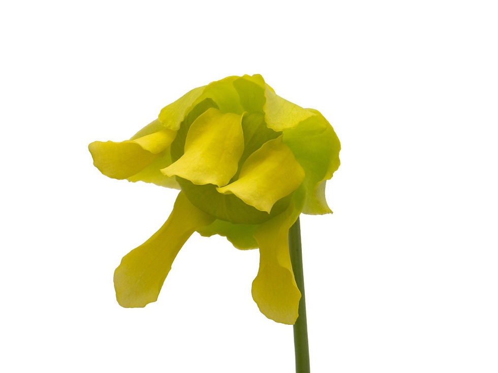 Thumbnail: Sarracenia flava var. rugelii - MK F61, Apalachicola National Forest, Florida