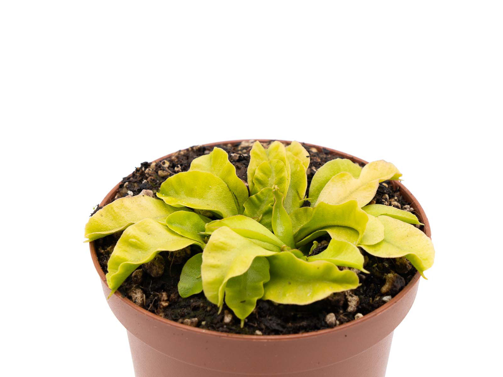 Dionaea muscipula - GJ Valerianella