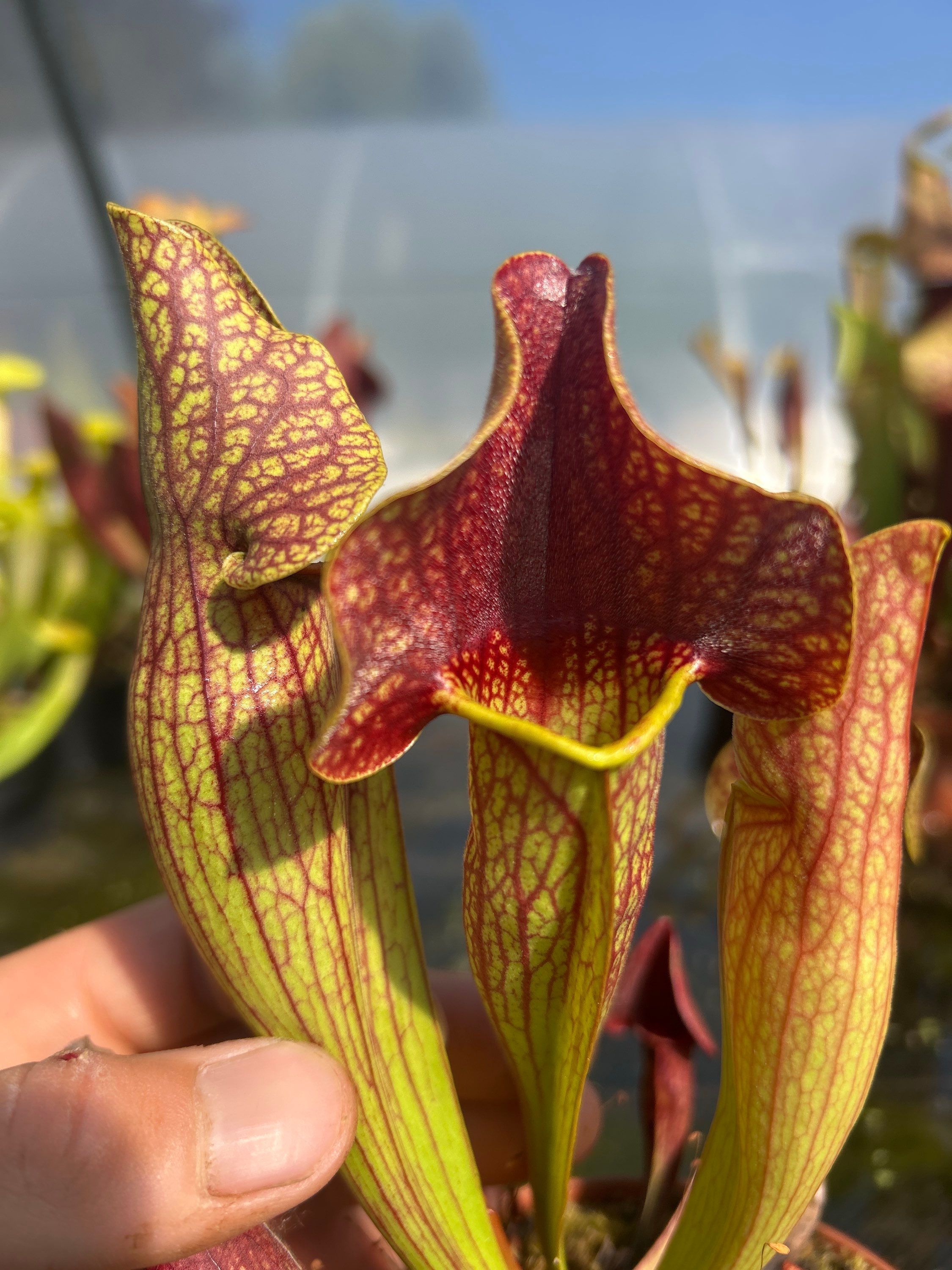 Sarracenia x Hybride #12