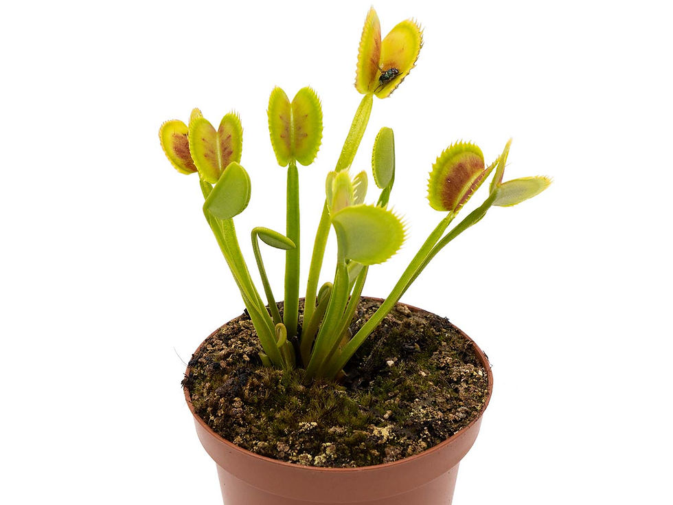 Miniaturbild: Dionaea muscipula - Bear Trap