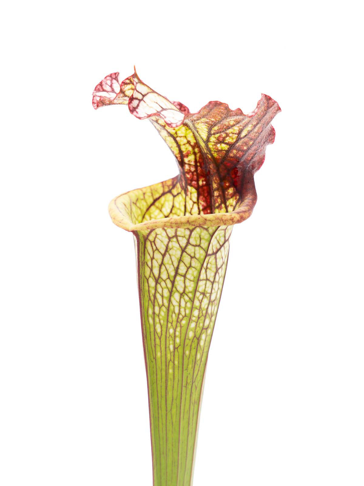 Sarracenia x Lynda Butt - MK H10