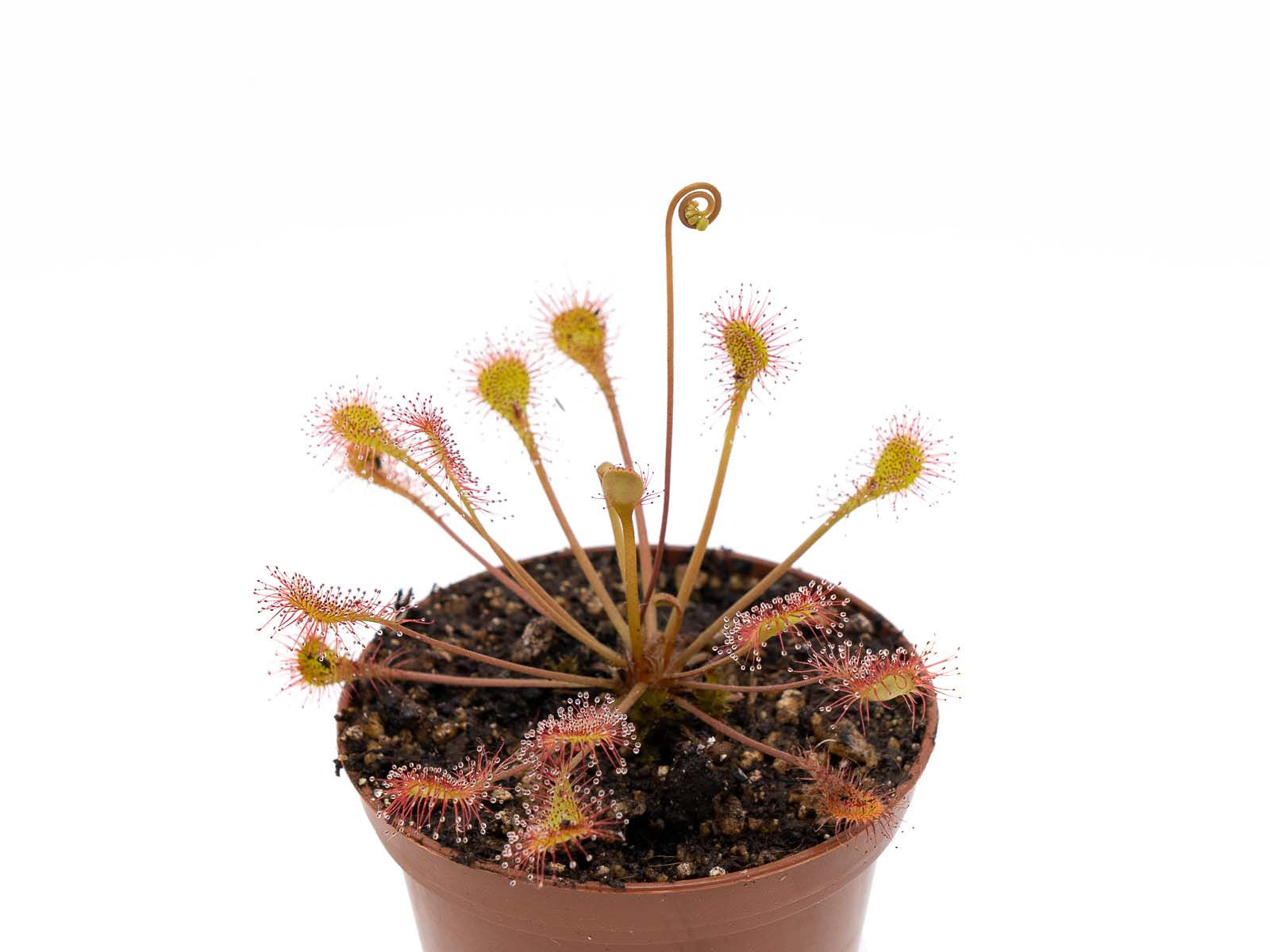 Drosera x beleziana - Fürst Klon 2