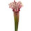 Miniaturbild: Sarracenia x MK H187, the pink thing