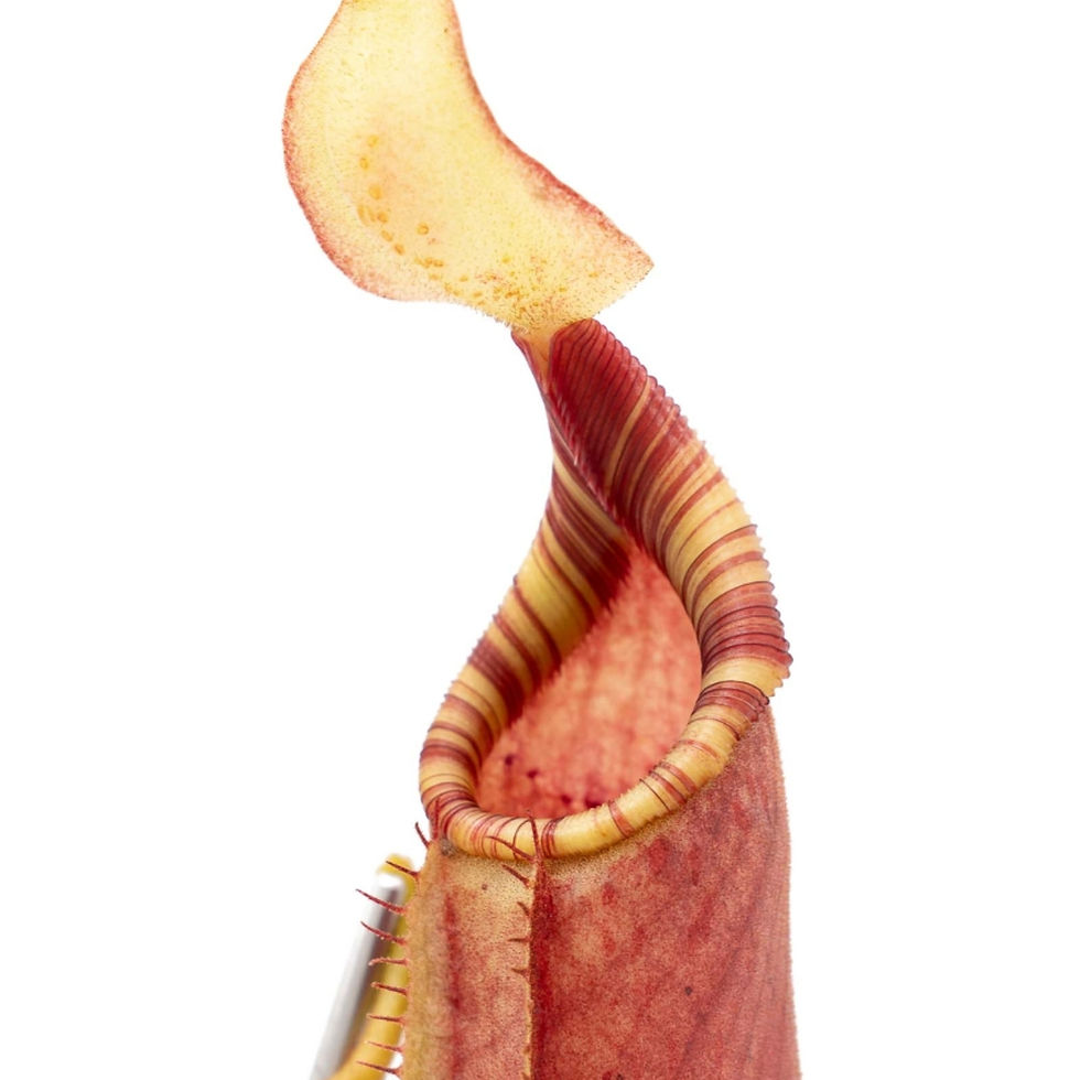Miniature : Nepenthes veitchii x (lowii x ephippiata)