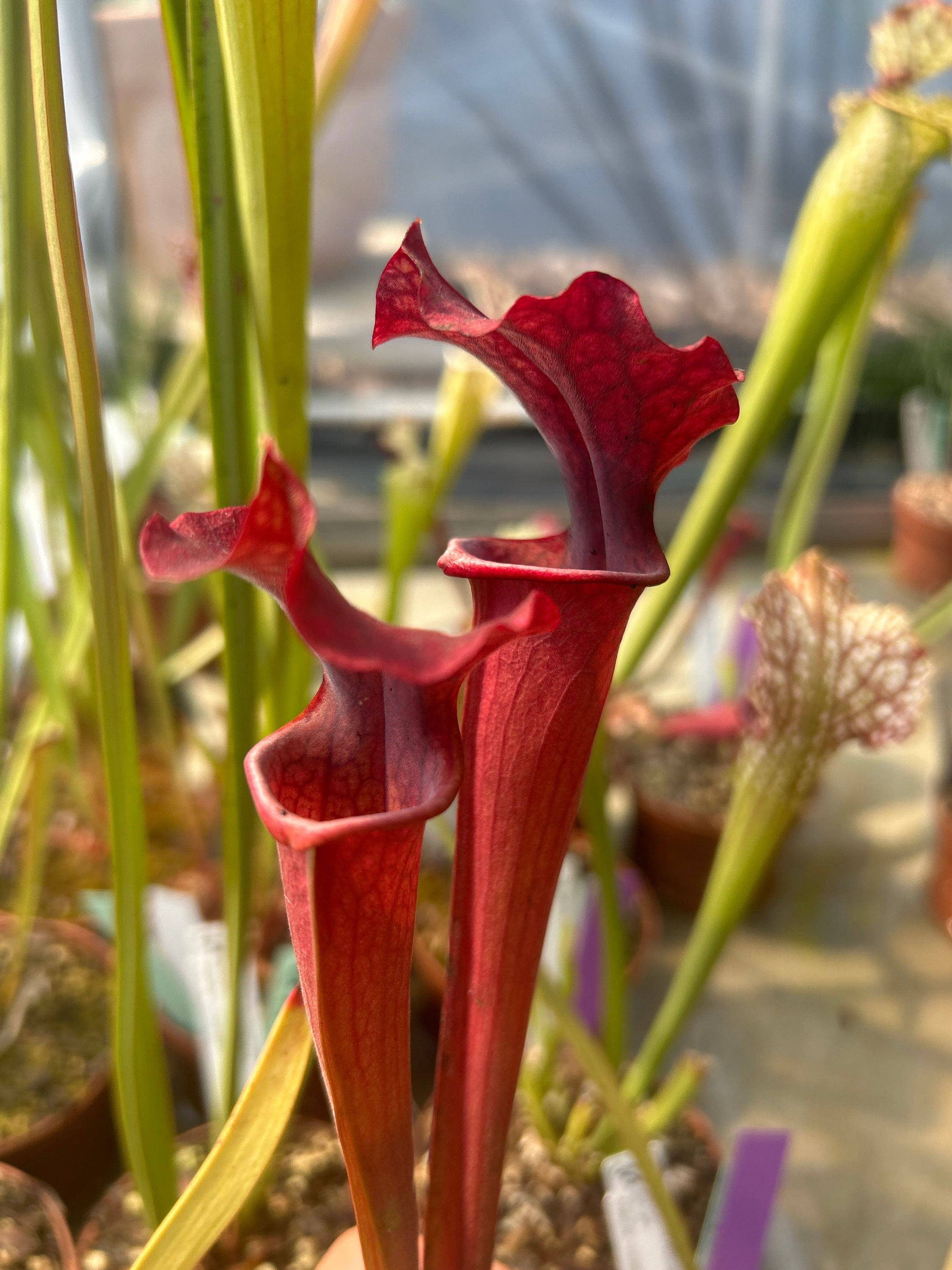 S.leucophylla MK L02 x Goliath Seedling 2019