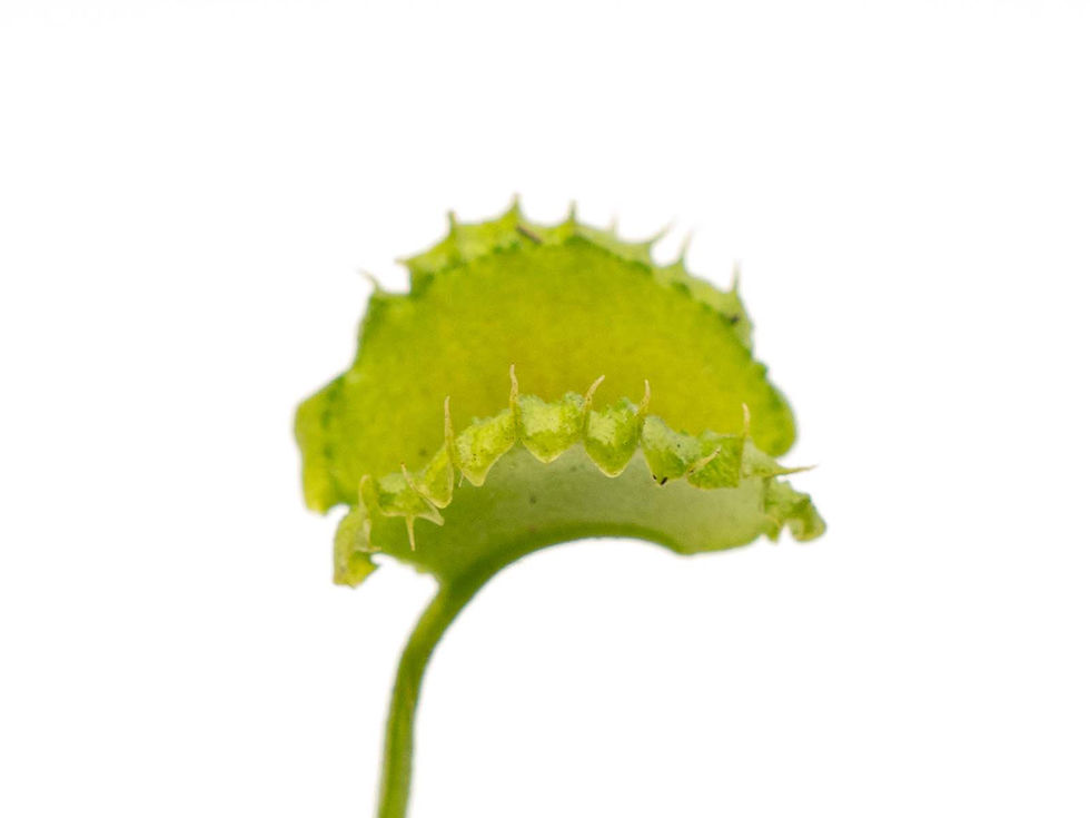 Miniaturbild: Dionaea muscipula - GJ Zipper