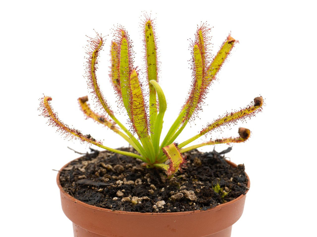 Drosera capensis - compact form
