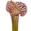 Miniaturbild: Sarracenia x `Skywatcher´ - MK H102