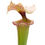 Miniaturbild: Sarracenia x moorei - MK H113, `Adrian Slack´, Milton, Santa Rosa County