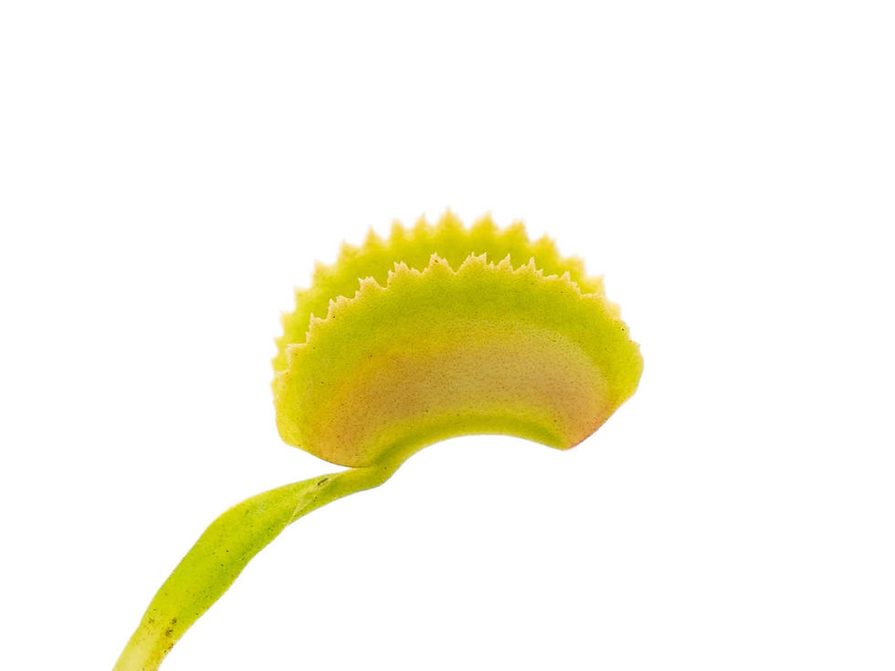 Thumbnail: Dionaea muscipula - Dragon Fire