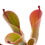 Miniature : Heliamphora chimantensis x pulchella, Chimanta Tepui, Bolivar, Venezuela