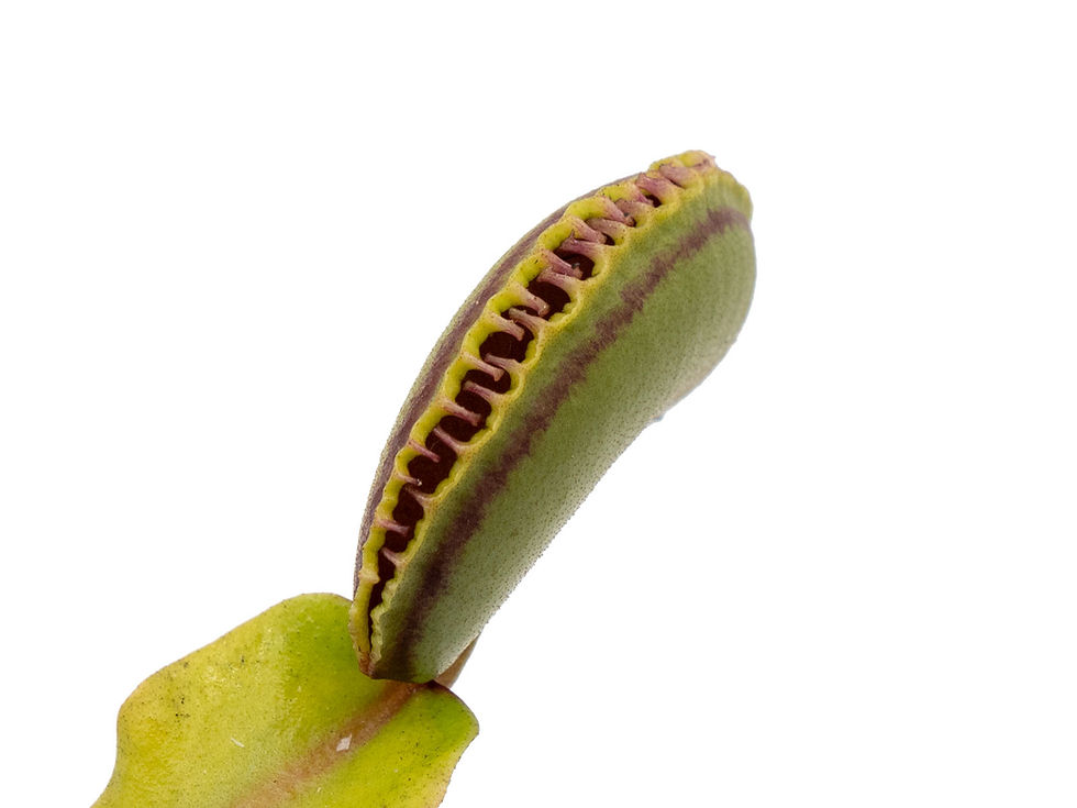 Thumbnail: Dionaea muscipula - GJ Atlantic Cockle