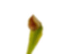 Miniature : Dionaea muscipula - GJ Diri-Piri