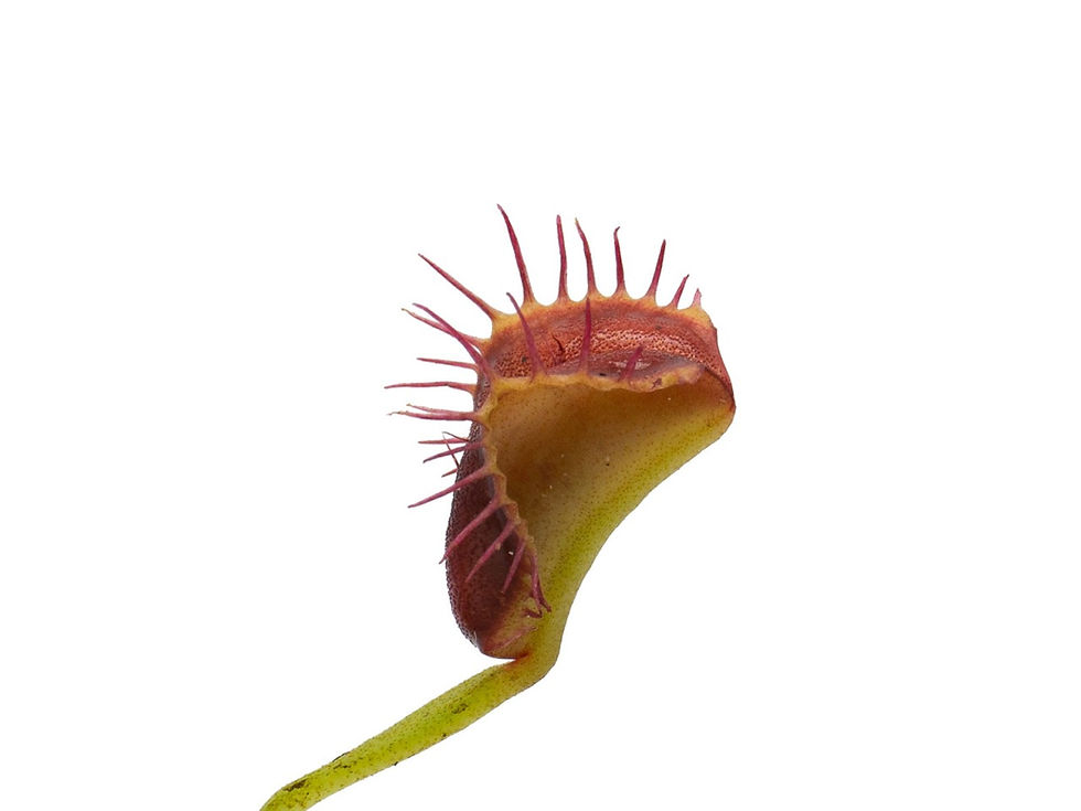 Miniaturbild: Dionaea muscipula - GJ Quasimodo