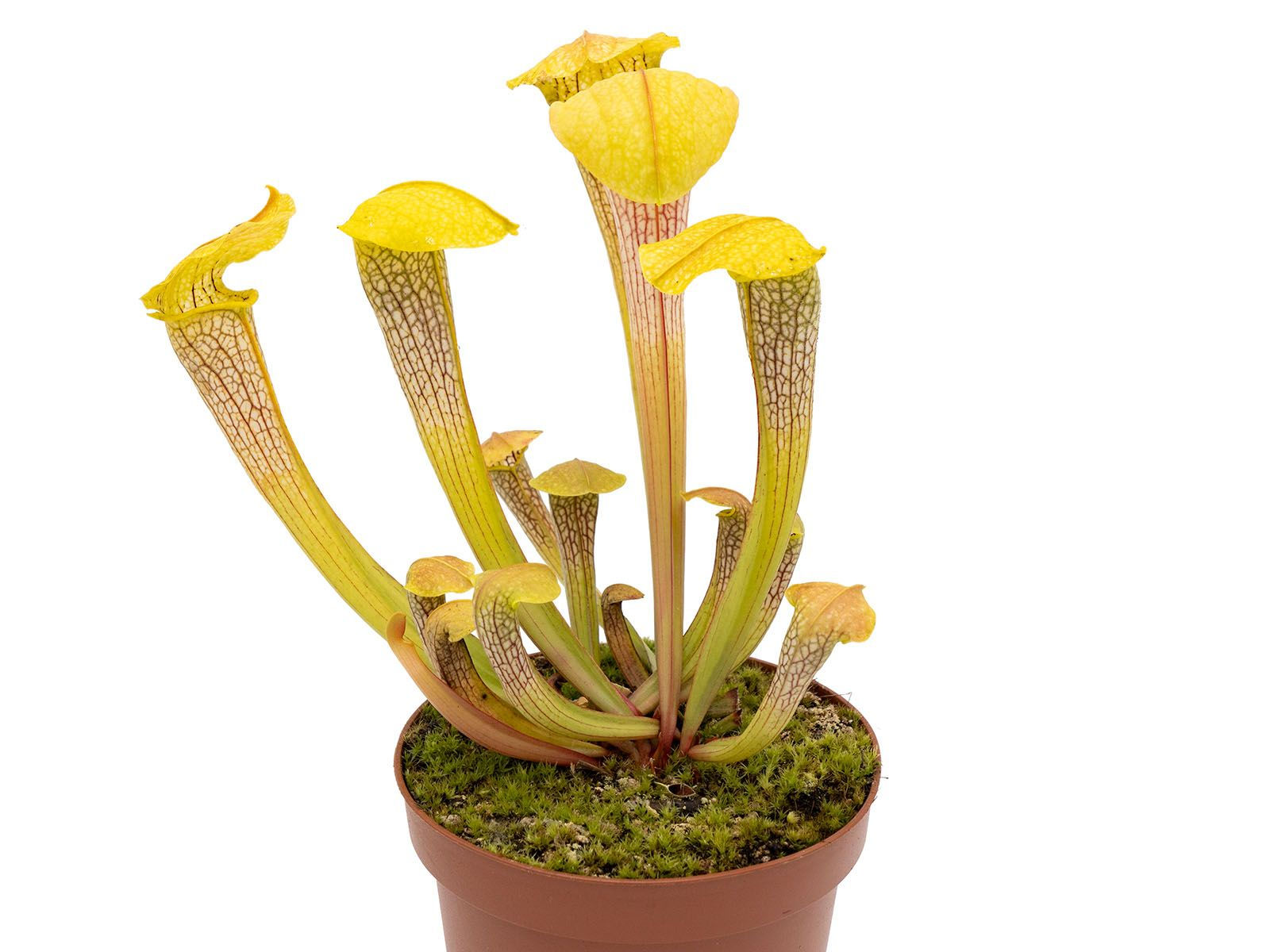 Sarracenia x Hummer´s Hammerhead
