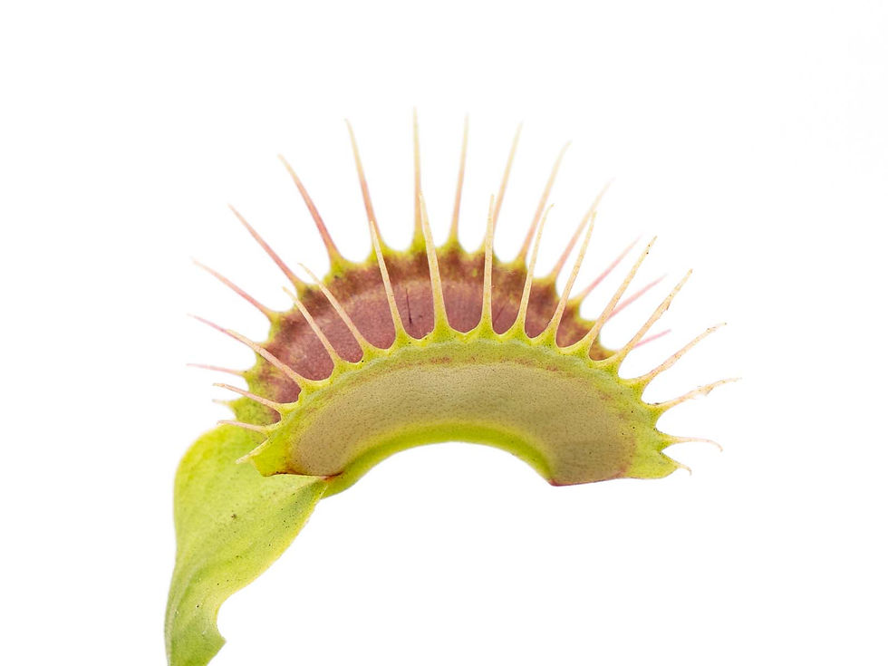 Miniature : Dionaea muscipula - GJ Titanium