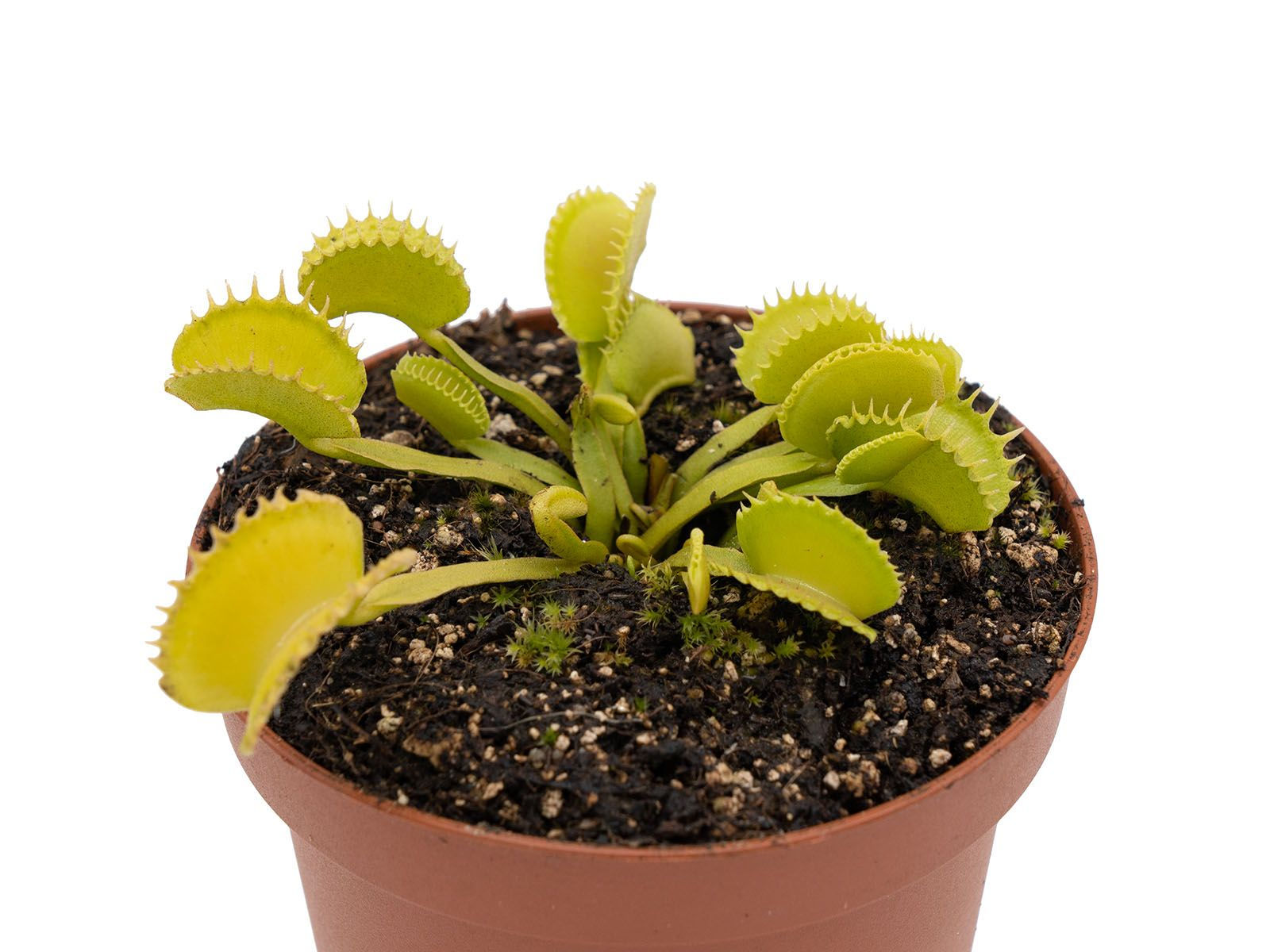 Dionaea muscipula - Werewolf