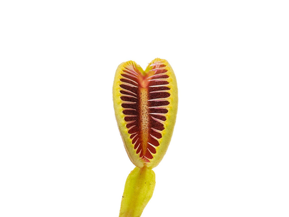 Miniaturbild: Dionaea muscipula - GJ Hellcat II