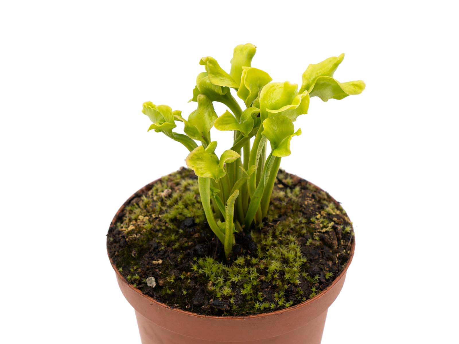 Dionaea muscipula - GJ Butterfly