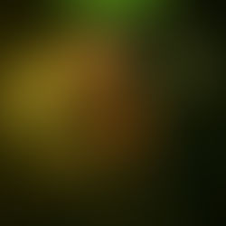 Plano de Estudo (Material Grátis)